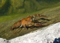 Jezero bylo plné raků.