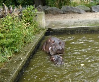 Hroši v ZOO měli napilno. Hroši v ZOO měli napilno.
