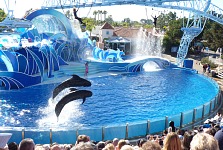 Kulohlavci v SeaWorldu. Kulohlavci v SeaWorldu.
