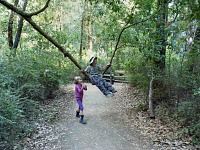 Na stezce ve státním parku Big Basin Na stezce ve státním parku Big Basin