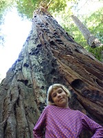 Lisa a redwood Lisa a redwood