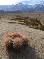Kaktusky v Alabama Hills. Kaktusky v Alabama Hills.