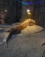 Varan v kašírovaných troskách chrámu. Varan v kašírovaných troskách chrámu.