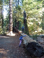 Big Basin je vzdálenější, leč slavnější redwoodový park. Big Basin je vzdálenější, leč slavnější redwoodový park.
