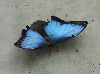 A konečně modrý Blue Morpho. A konečně modrý Blue Morpho.