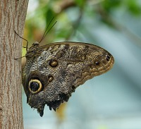 Maskovaný Blue Morpho. Maskovaný Blue Morpho.