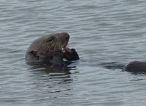 Vydra s krabem na Moss Landing. Vydra s krabem na Moss Landing.