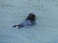 Vydra na Moss Landing. Vydra na Moss Landing.