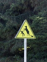 Pozor, jeleni brání své mladé! Pozor, jeleni brání své mladé!