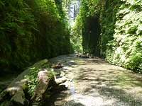 Vzácný moment, kdy ve Fern Canyon se nemíhají turisti. Vzácný moment, kdy ve Fern Canyon se nemíhají turisti.