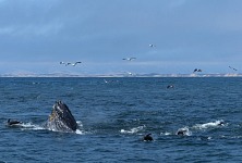 Kromě hvězdic se vrátily do Montereyské zátoky i sardinky a tak bylo pod hladinou i nad ní pěkně rušno. Kromě hvězdic se vrátily do Montereyské zátoky i sardinky a tak bylo pod hladinou i nad ní pěkně rušno.