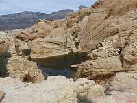 Calico Tanks.