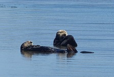 Vydry na Moss Landing.