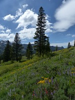 Sjezdovka Whisky Slide.