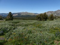 V místě pramene je spousta kytiček.