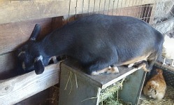 Ovšem v chlívku bylo těsno, Lékorka často spávala na krmelci.