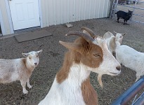 Místní šéfová Peaches.