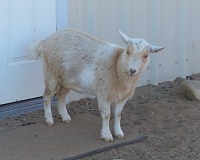 Místní kozenky jsou krásné, zjevně zdravé a dobře opečovávané.