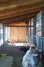 Nový chlívek, s posuvnou přepážkou, vodou na místě a dalšími vymoženostmi.