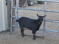 Lékorka zase čeká u vrátek, až si ji vezmu domů.