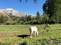 Doufám, že eufemistické věčné zelené pastviny, po kterých se teď Ned prohání, jsou alespoň tak krásné, jako ty, po kterých se proháněl většinu života.