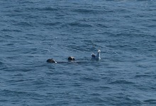 Somrák racek čeká, jestli vydrám něco neupadne. Somrák racek čeká, jestli vydrám něco neupadne.