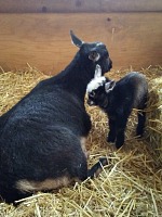 Casper - čtyři hodiny starý. Casper - čtyři hodiny starý.