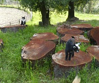 Kocourek Jay byl fascinován jediným dalším mládětem ve stájích - kozlíkem Casperem. Kocourek Jay byl fascinován jediným dalším mládětem ve stájích - kozlíkem Casperem.