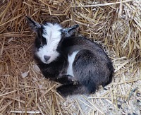 Rocket se prvních pár dní pořád někde schovával. Rocket se prvních pár dní pořád někde schovával.