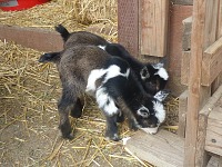 Bráchové na průzkumu terénu. Bráchové na průzkumu terénu.