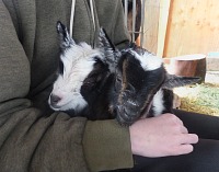 Pluto a Rocket mají velmi podobné zabarvení - ale v obličeji se liší. Pluto a Rocket mají velmi podobné zabarvení - ale v obličeji se liší.