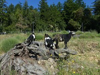 Kůzlata, kytičky, jaro.