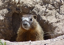 Na Cedar Breaks jsme viděli i sviště.