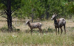 Ovce tlustorohé jsme marně hledali ve Skalistých horách - tady se normálně pasou v kempu.