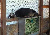 Casper nás trochu vyděsil svou nemocí, ale zakrátko byl zase zcela v pohodě. Casper nás trochu vyděsil svou nemocí, ale zakrátko byl zase zcela v pohodě.