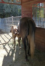 Bandit s mámou. Bandit s mámou.