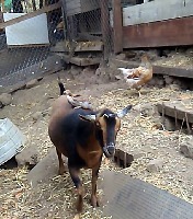 Srandista Brownie vozí kuřata na zádech po chlívku. Srandista Brownie vozí kuřata na zádech po chlívku.