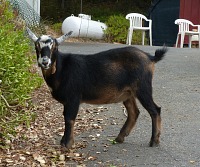 Casper měl nový domov zajištěný už dávno. Casper měl nový domov zajištěný už dávno.
