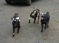 Kluci si ale oblíbili Trudy a Trudy kluky — a tak zůstává pohromadě celá silná trojka. Kluci si ale oblíbili Trudy a Trudy kluky — a tak zůstává pohromadě celá silná trojka.