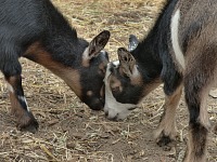 Pluto a Rocket se měli stěhovat s námi, Rocket potřebuje víc péče a bráchy nelze dělit. Pluto a Rocket se měli stěhovat s námi, Rocket potřebuje víc péče a bráchy nelze dělit.