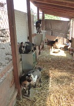 Brownie dělá čtvrtého mušketýra. Brownie dělá čtvrtého mušketýra.