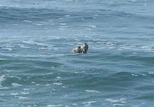 Přeci jen se někdo přišel rozloučit. Přeci jen se někdo přišel rozloučit.