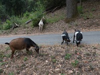 Brownie a Sheila měli z návratu kůzlat radost. Brownie a Sheila měli z návratu kůzlat radost.