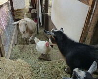 Sheila a Vanilka se jdou taky loučit. Sheila a Vanilka se jdou taky loučit.