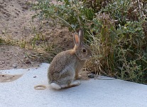 Tenhle si navíc vyhrabal noru pod naší terasou.