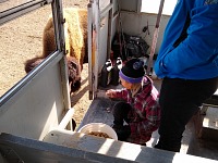 Feeding ensues from the safety of the train car.
