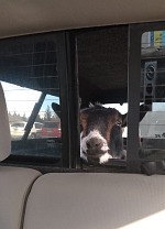 Twilight going to the vet.