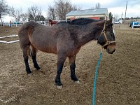 Slepá kobyla Chance.