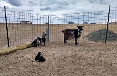 Večernice hlídá dětičky na každém kroku.