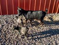 Lékorka s holkama na procházce.